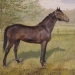 paard_001.jpg
